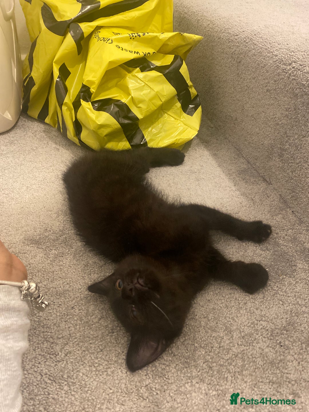 British Shorthair cats for sale: Black kitten male  - Image 3