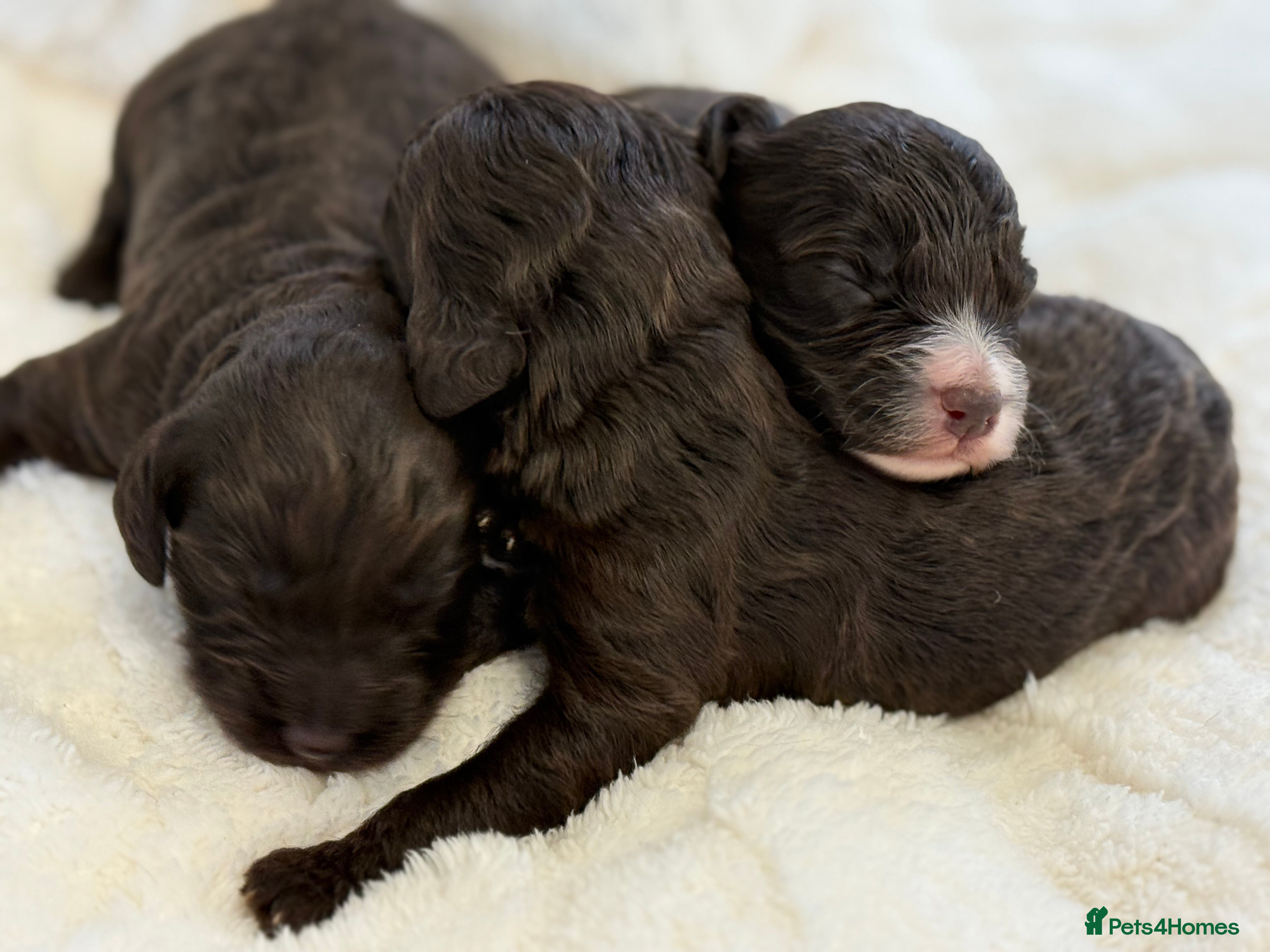 Cockapoo dogs F1 Show Cockapoo Ready April  - Advert 5