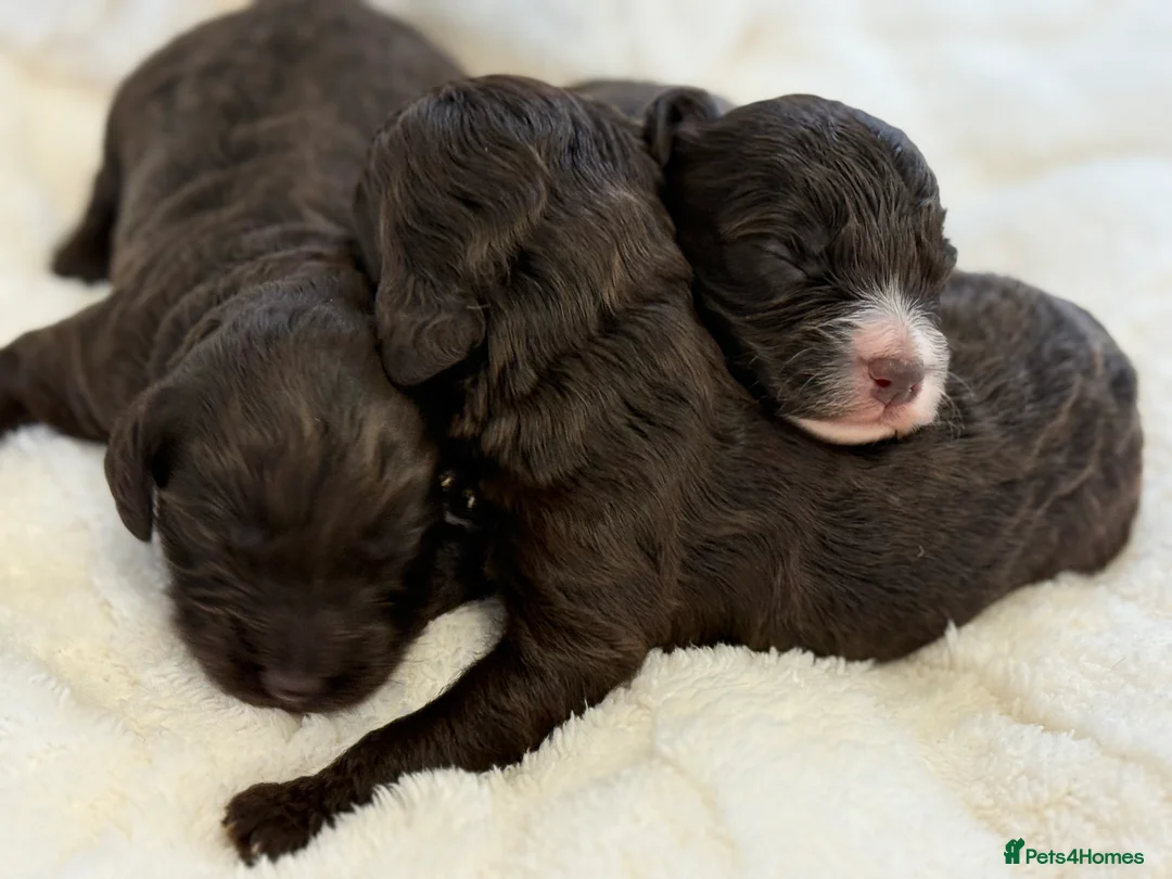 Cockapoo dogs for sale: F1 Show Cockapoo Ready April  - Advert 1