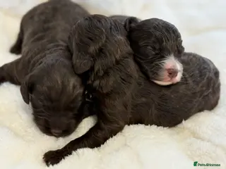 Cockapoo dogs F1 Show Cockapoo Ready April - Advert 5