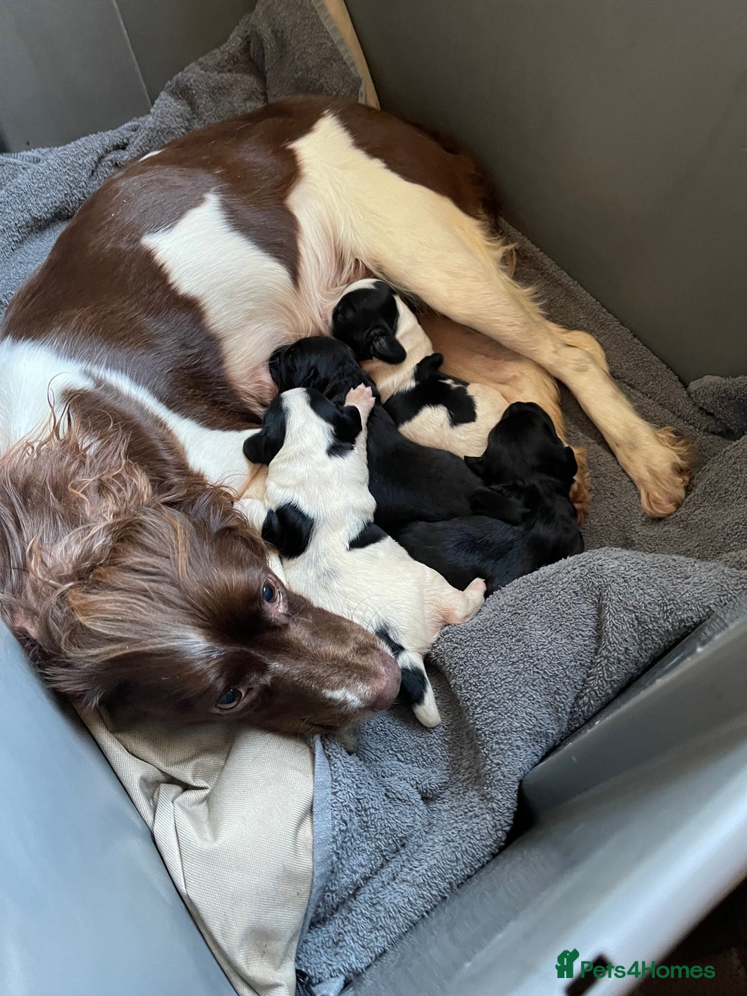 Sprocker dogs for sale: F1 Sprocker Spaniel puppies docked.  - Advert 5