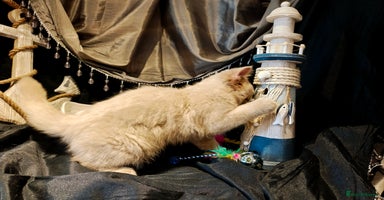 British Longhair cats - Advert 1