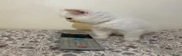 Exotic cats for sale: Exotic Persians - Advert 18