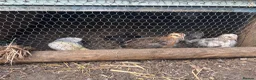 Chickens poultry for sale: Day old chicks and growers 🥰 - Advert 4