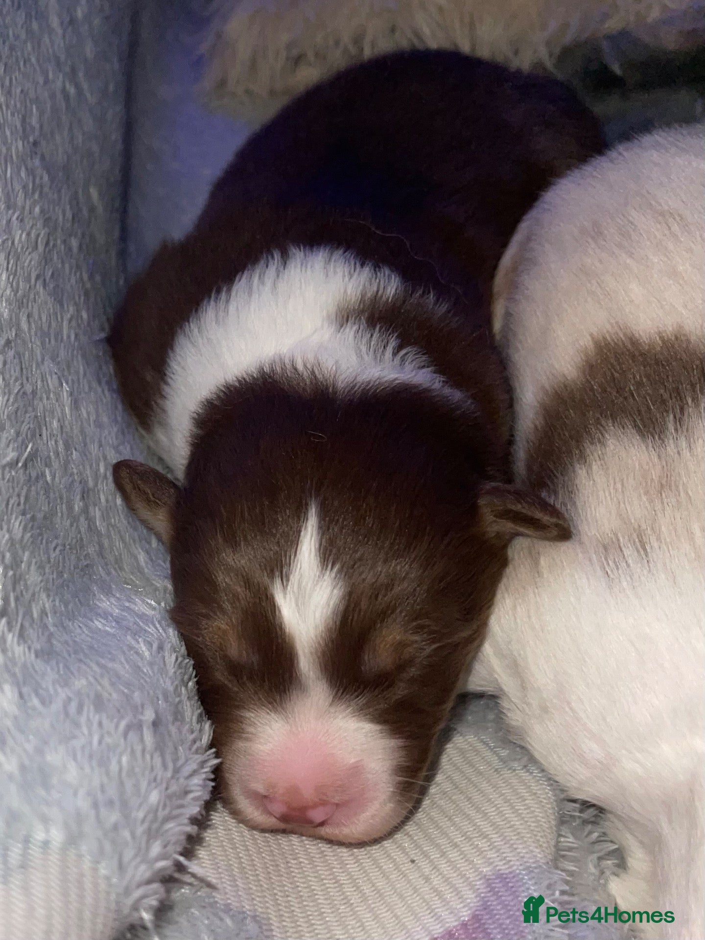 Australian Shepherd dogs Cute Australian Shepherd puppies♥️ - Advert 2