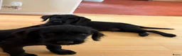 Labradoodle dogs for sale: A litter of 2 Labradoodle Black male pups  - Advert 1