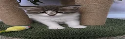 Maine Coon cats for sale: Beautiful and playful half Maine coon kittens  in Derby - Advert 11