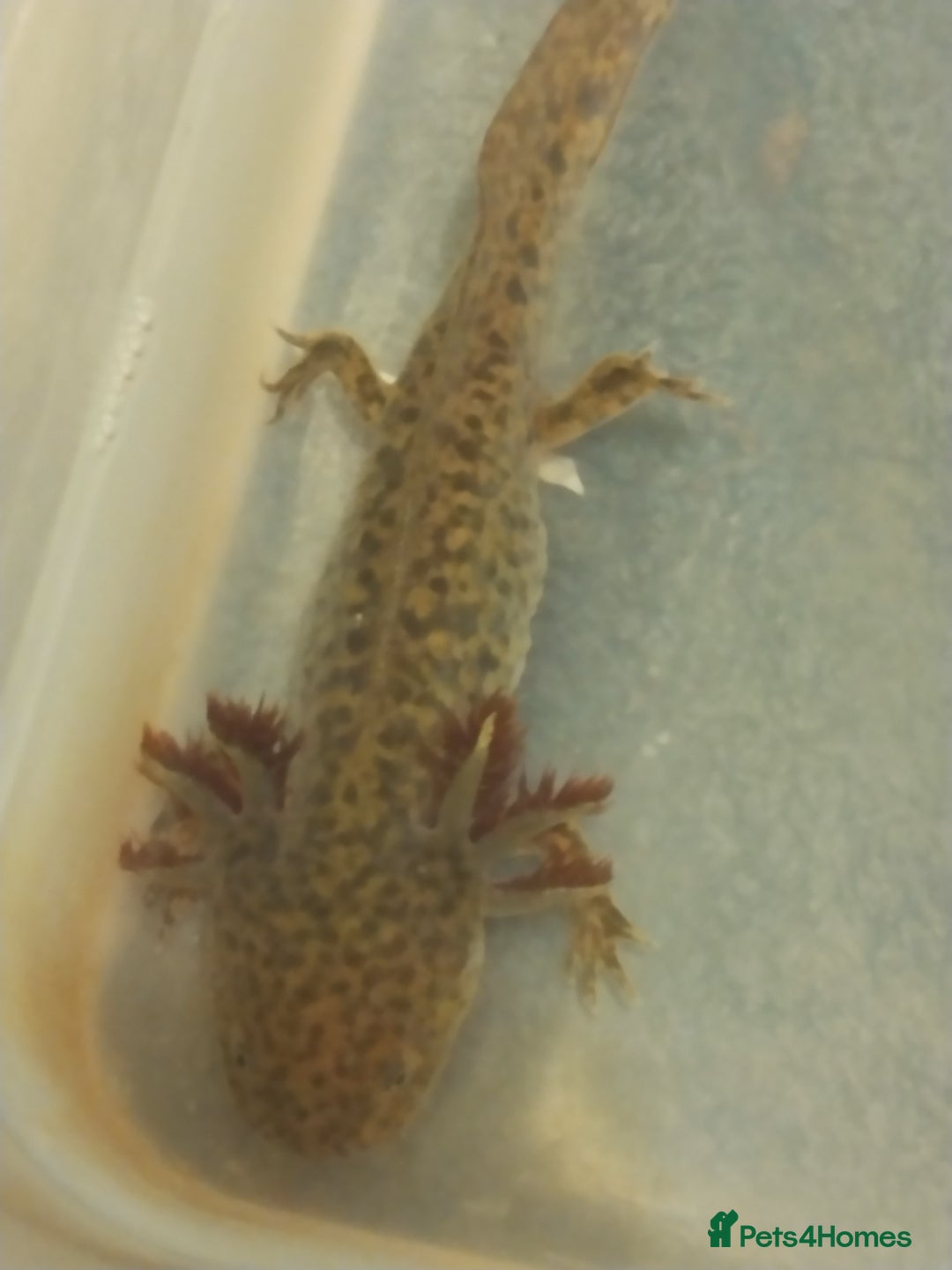 Axolotl reptiles for sale: Baby Wild types last 3 left/plus quail bird - Image 2