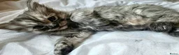 Ragdoll cats for sale: 🐾 Beautiful Ragdoll × Chinchilla Kittens - Advert 3