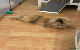 Mini Lop rabbits for sale: 2 boy Rabbits - Brothers  - Image 3