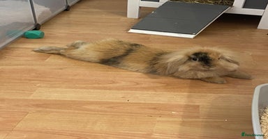 Mini Lop rabbits - Advert 15