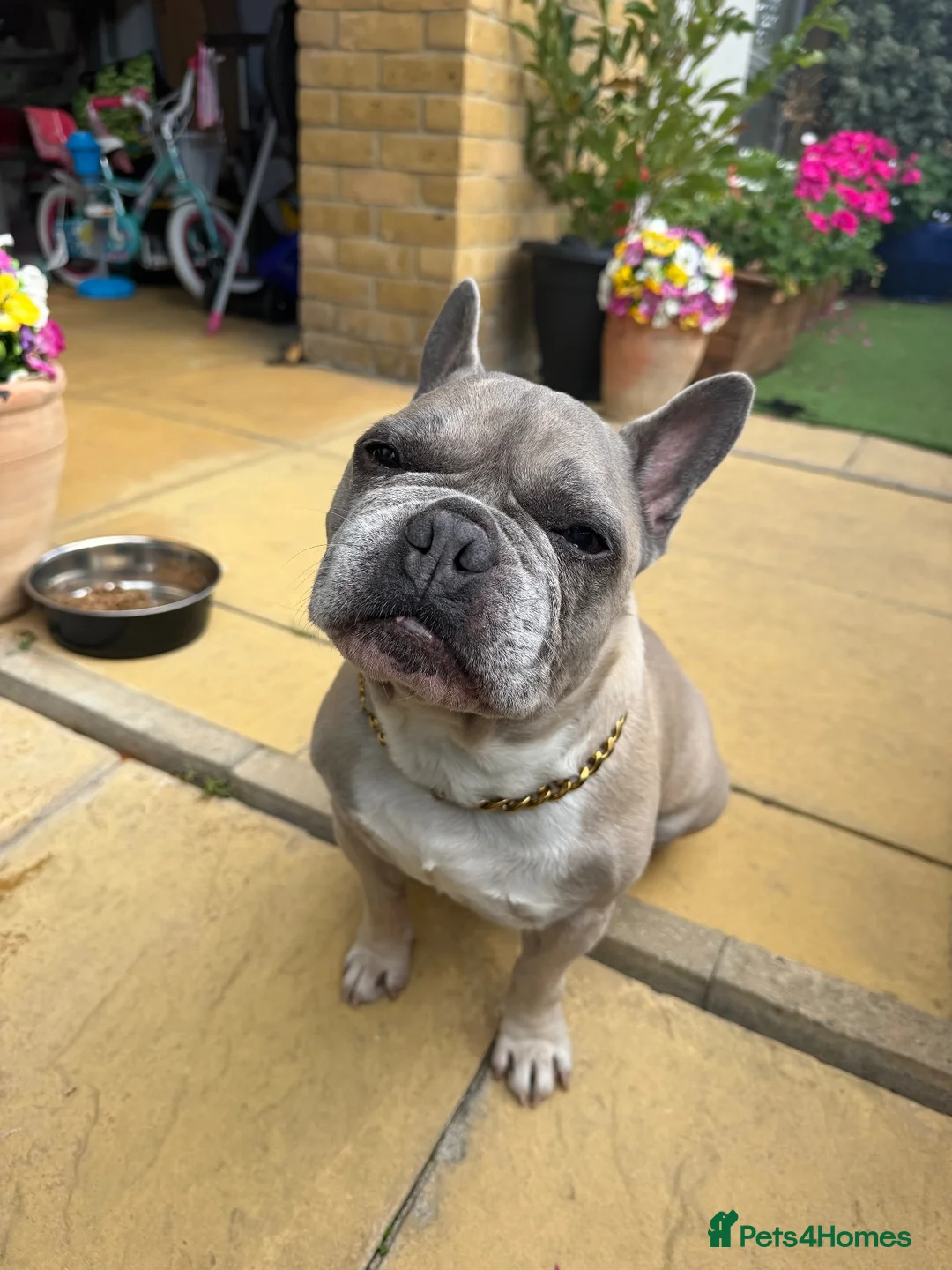 French Bulldog dogs for sale: Male French Bulldog 9 years Old - Advert 2