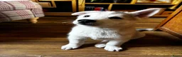 Siberian Husky dogs for sale: Exceptional Siberian Husky x Gsd Puppy - Advert 8
