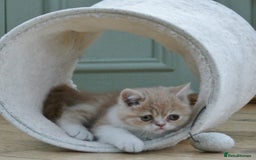 Exotic cats for sale: Exotic pedigree kittens  - Image 29