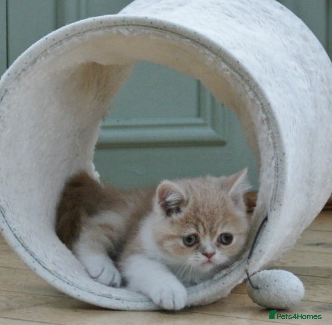 Exotic cats for sale: Exotic pedigree kittens  - Image 29