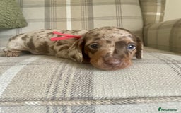 Miniature Dachshund dogs for sale: LOVELY MINIATURE DACHSHUNDS PUPPIES - Image 6