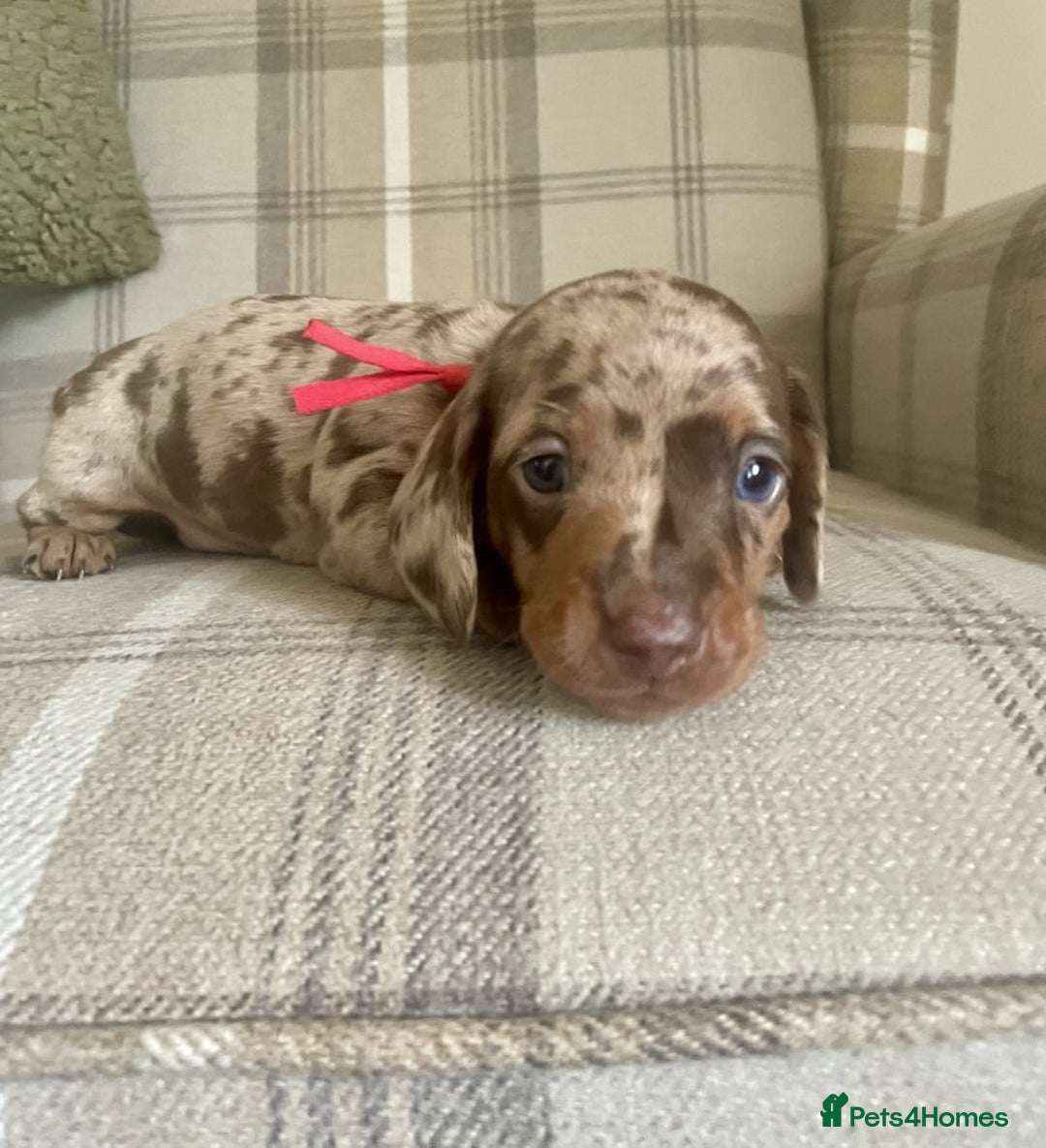 Miniature Dachshund dogs for sale: LOVELY MINIATURE DACHSHUNDS PUPPIES - Image 6