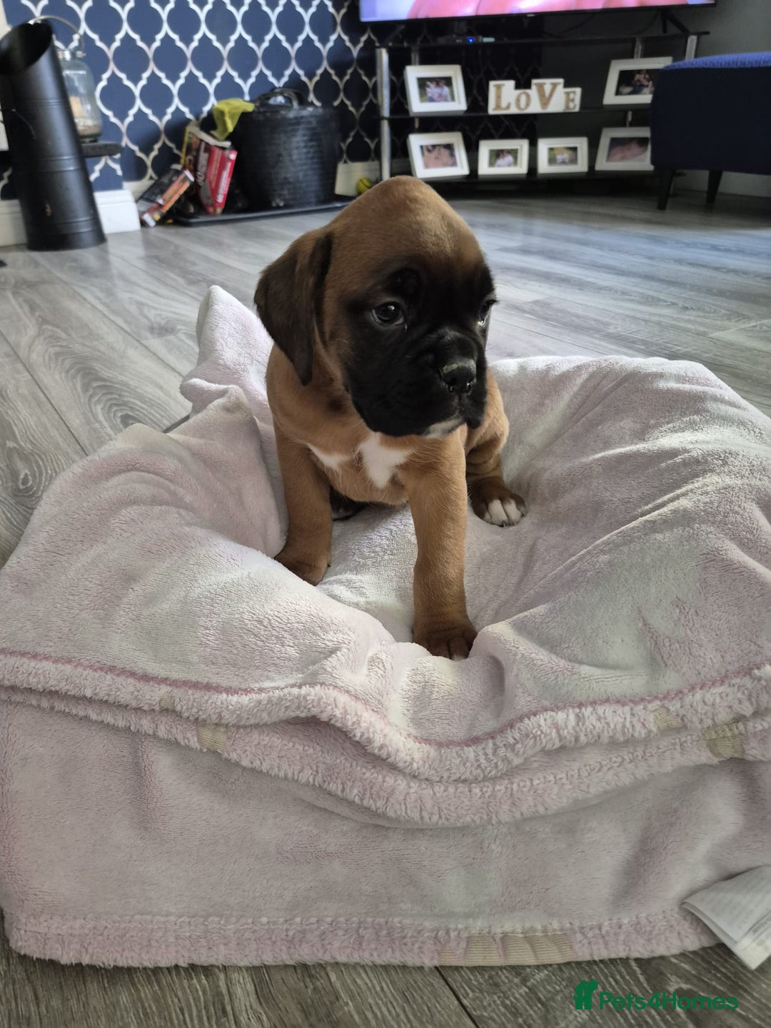Boxer dogs for sale: KCR pups for sale  - Image 8