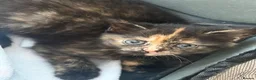 Mixed Breed cats for sale: 4 kittens for sale - see description for prices  - Advert 17