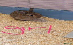 Netherland Dwarf rabbits for sale: girl rabbit  - Image 2