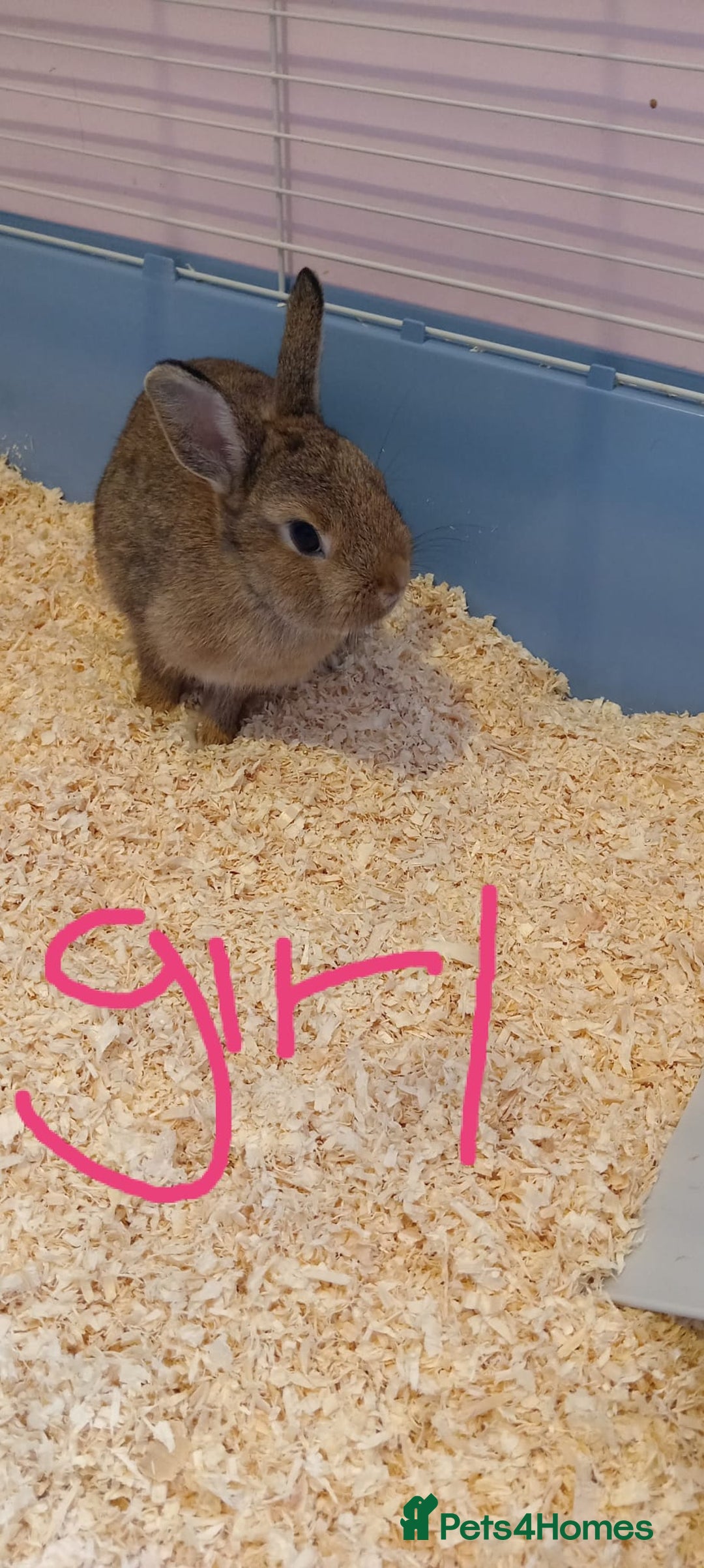 Netherland Dwarf rabbits for sale: girl rabbit  - Image 2