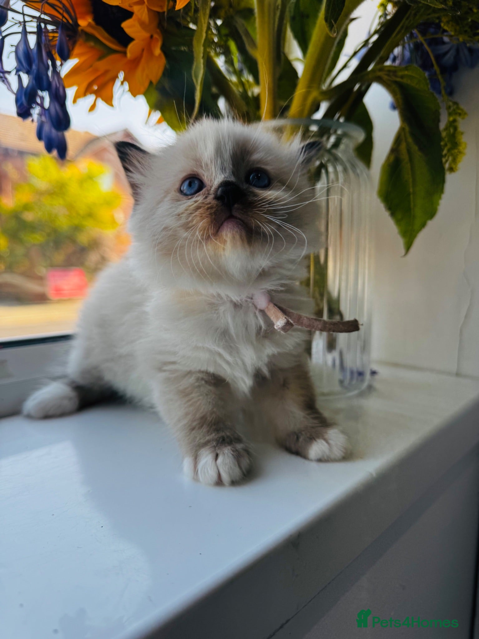 Ragdoll cats Stunning ragdoll kittens  - Advert 1
