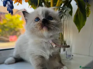 Ragdoll cats Stunning ragdoll kittens - Advert 1