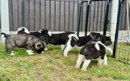Akita dogs for sale: Quality KC Registered American Akita Puppies - Image 1