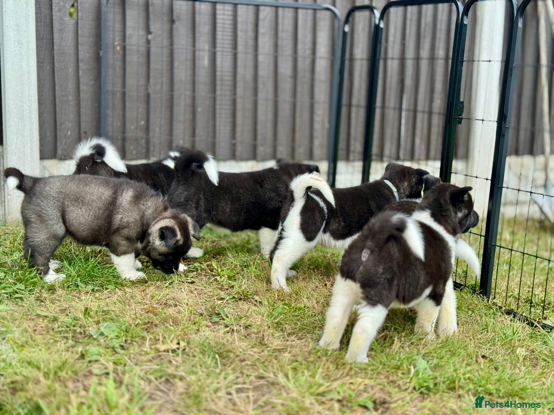 Akita dogs for sale: Quality KC Registered American Akita Puppies - Image 1