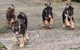 German Shepherd dogs for sale: German Shepherd Puppies - Advert 9