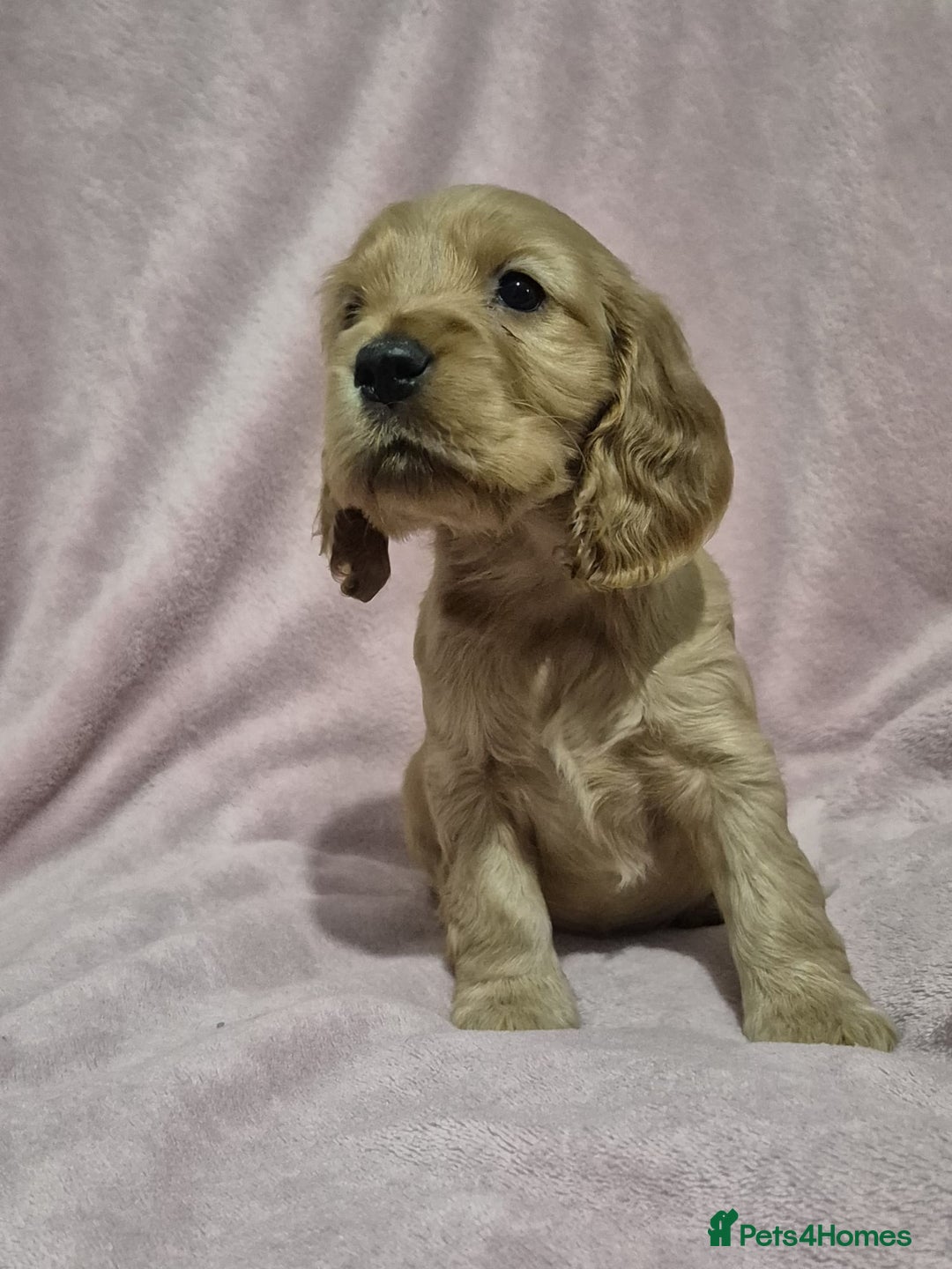 Cocker Spaniel dogs for sale: Health Tested Cocker spaniel puppies  - Advert 6