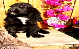 Sprocker dogs for sale: Quality Sprocker Spaniels last Black Boy ! - Image 19