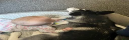 Siberian Husky dogs for sale: Female husky 6 months - Advert 3