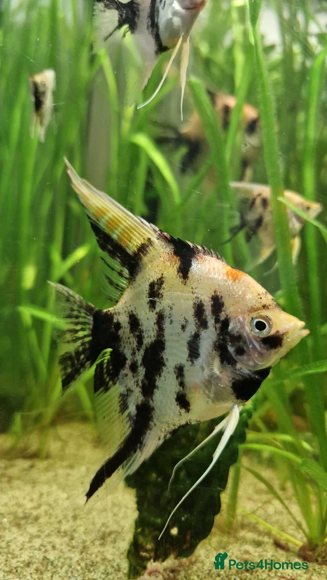 Angelfish fish for sale: Koi & Golden Marble Angelfish - Advert 16