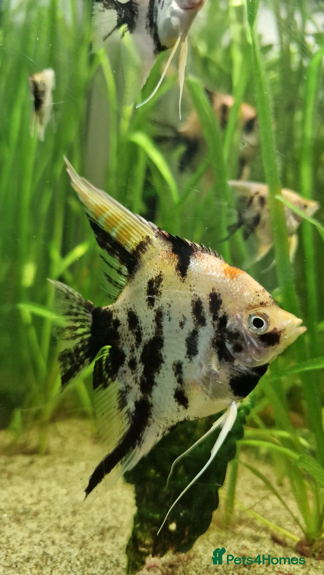 Angelfish fish for sale: Koi & Golden Marble Angelfish - Advert 16