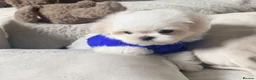 Maltese dogs for sale: Bambelina Korean Maltese  - Advert 2