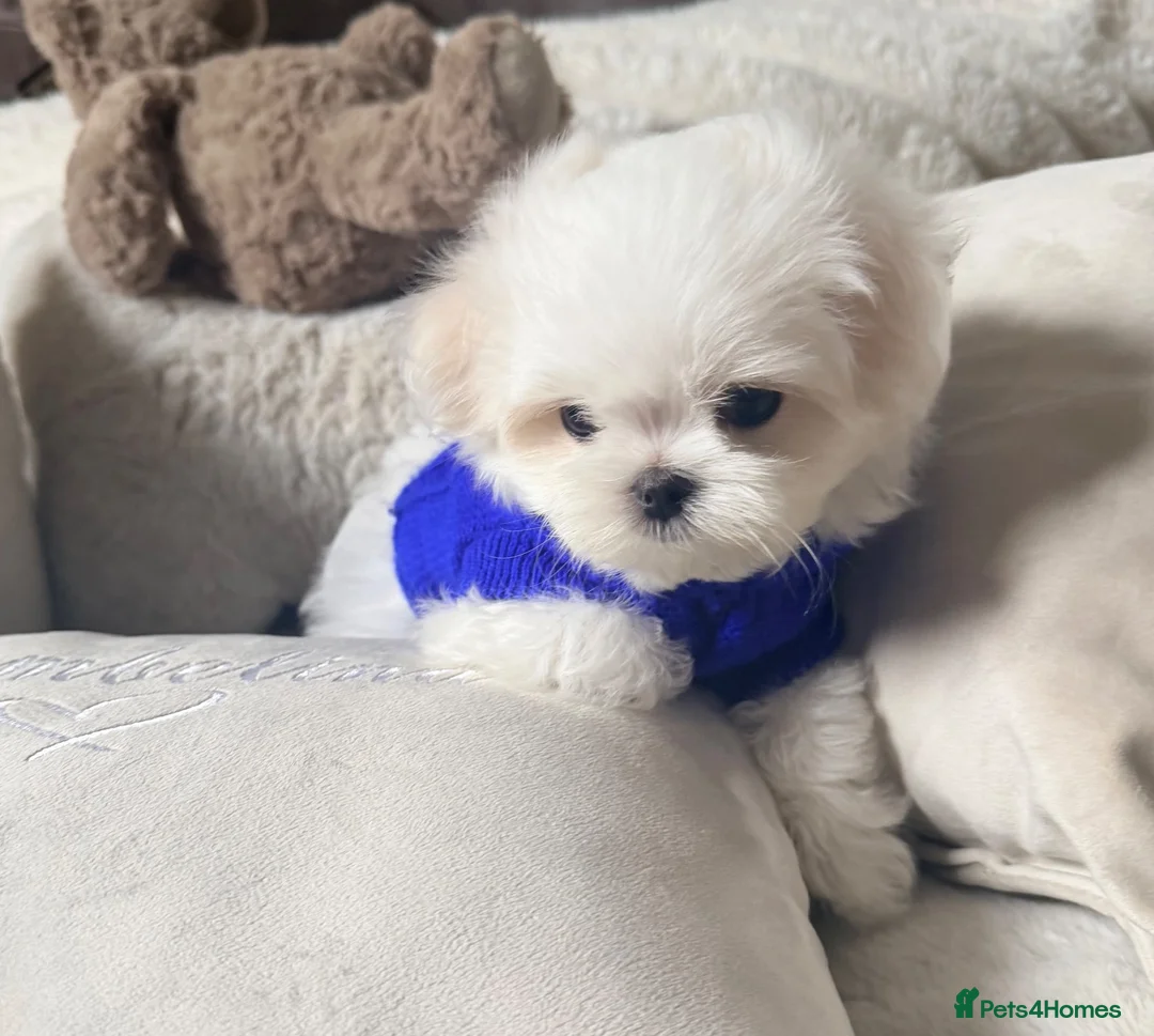 Maltese dogs for sale: Bambelina Korean Maltese  - Advert 2