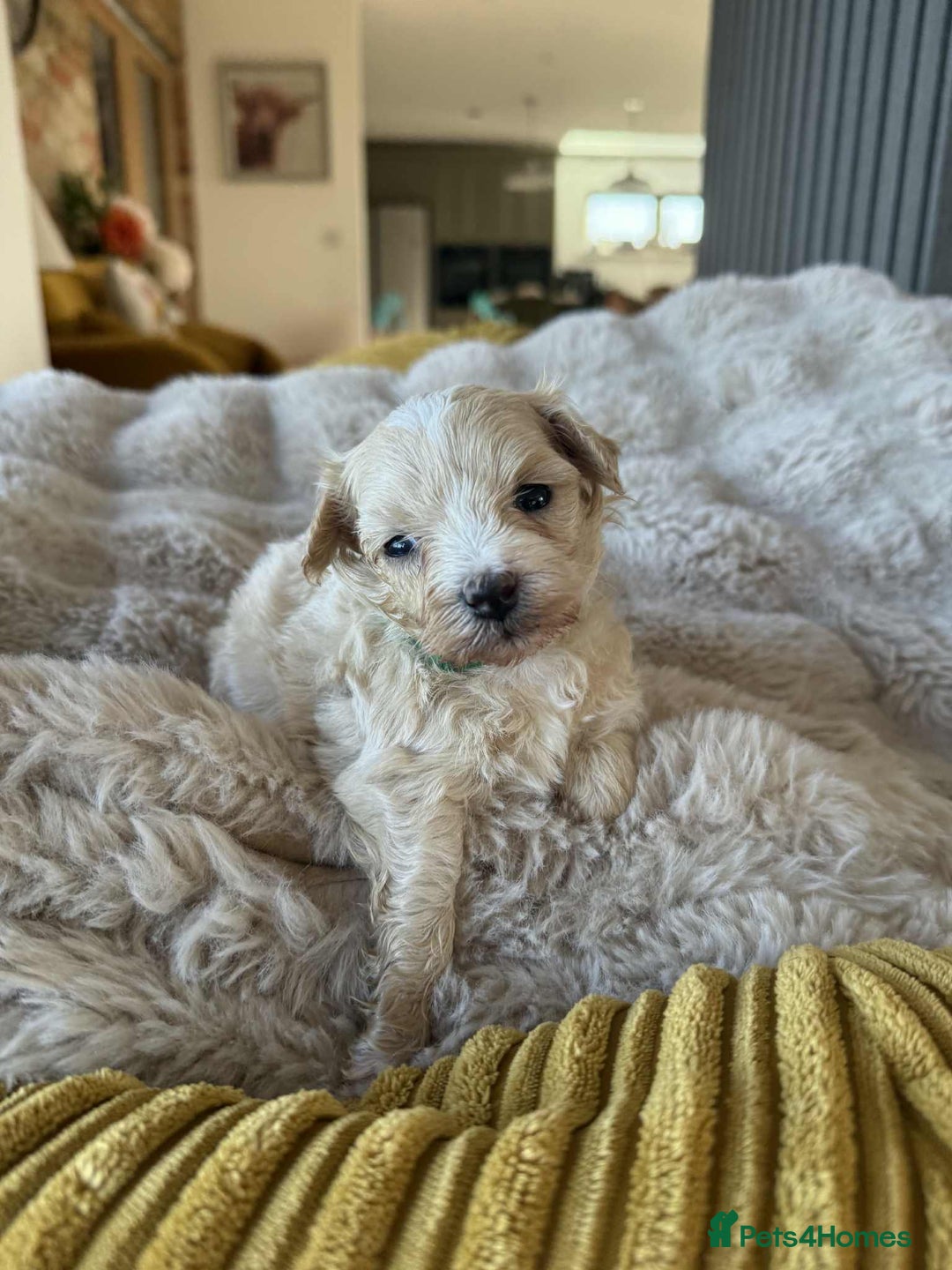 Maltipoo dogs for sale: 6 Gorgeous F1 Maltipoos for sale - Advert 6
