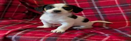 Jack Russell dogs for sale: JACK RUSSELL PUPPIES  - Advert 11