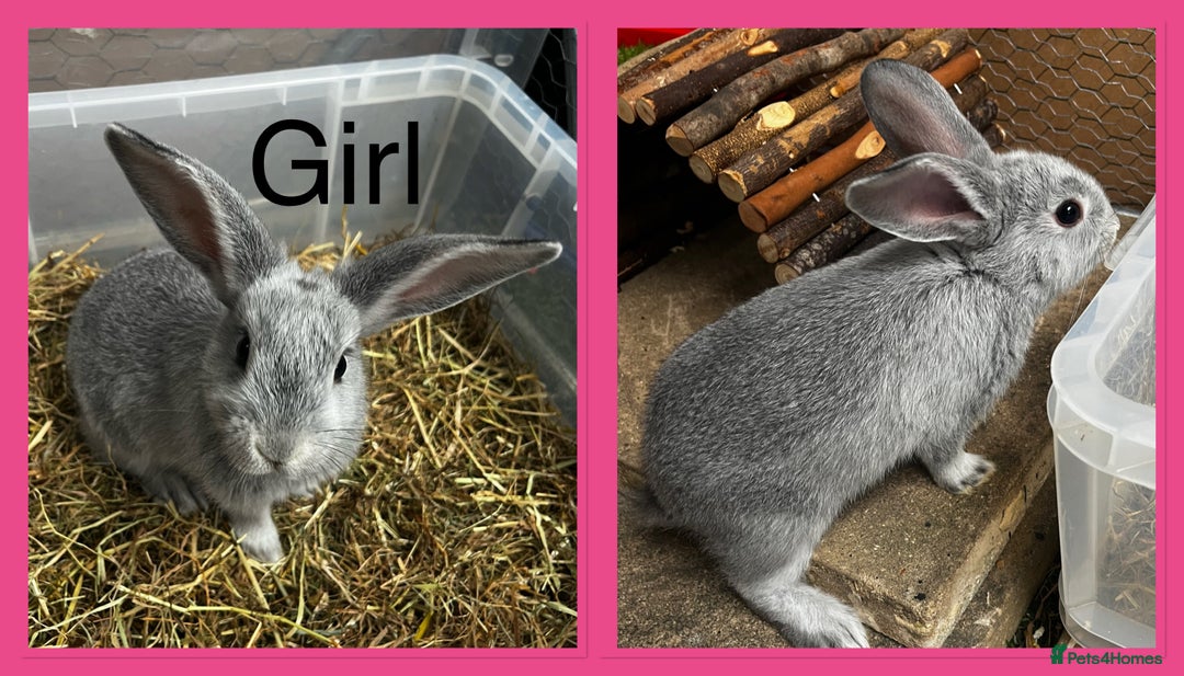 French Lop rabbits for sale: Beautiful French Lop Rabbits ready 13/08/2025 - Image 4
