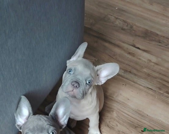 French Bulldog dogs for sale: 🐾 FRENCH BULLDOG PUPPY –LOOKING FOR A LOV HOME 🐾 - Advert 16
