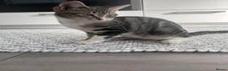 Bengal cats for sale: Kitten  - Advert 11