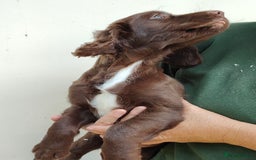 Sprocker dogs for sale: Lovely sprocker girl  - Image 13
