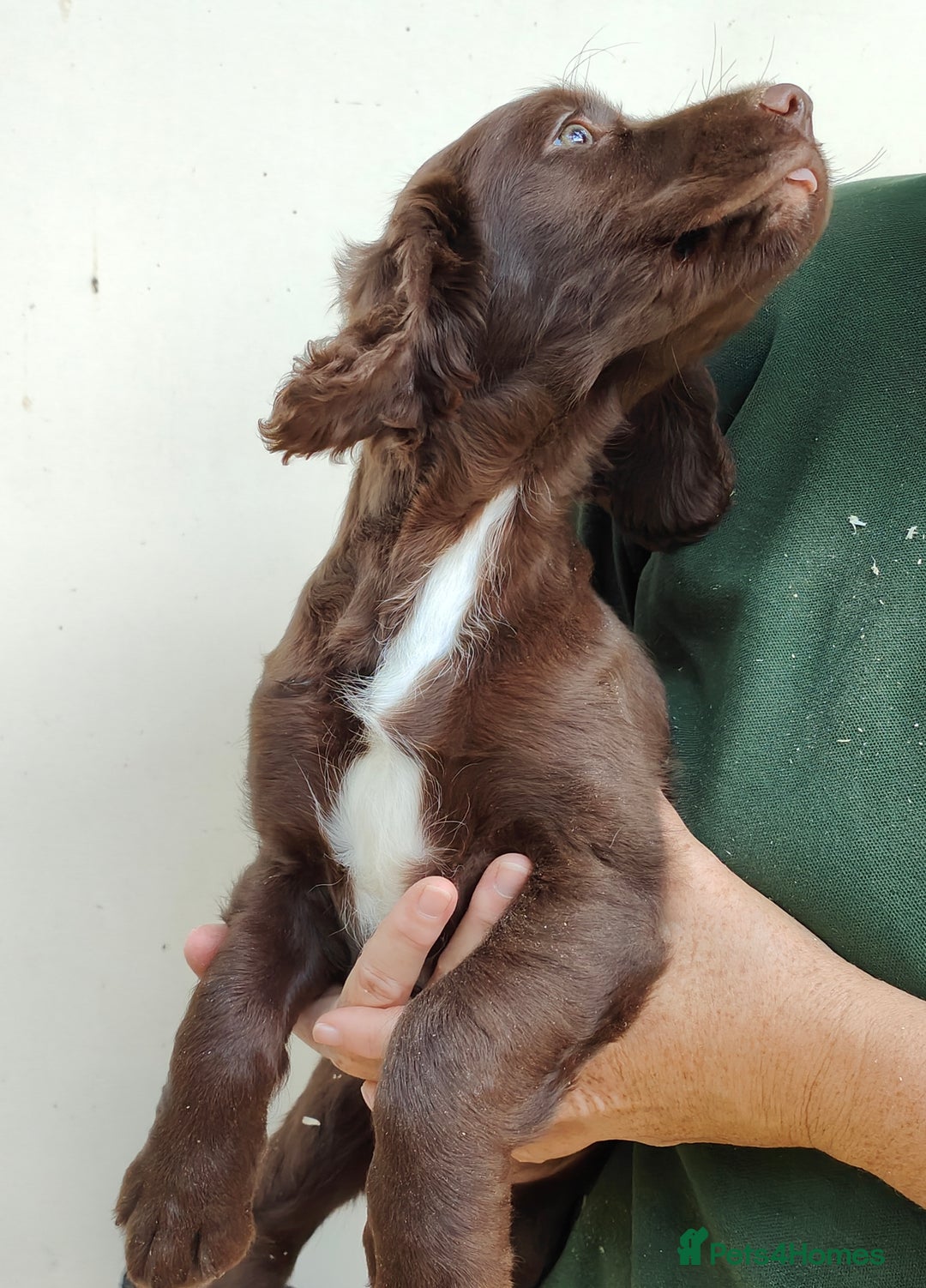Sprocker dogs for sale: Lovely sprocker girl  - Image 13