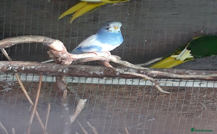 Budgerigars birds - Advert 17