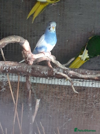 Budgerigars birds - Advert 17
