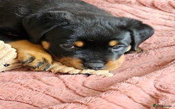 Rottweiler dogs for sale: Pure breed Rottweiler  - Image 9