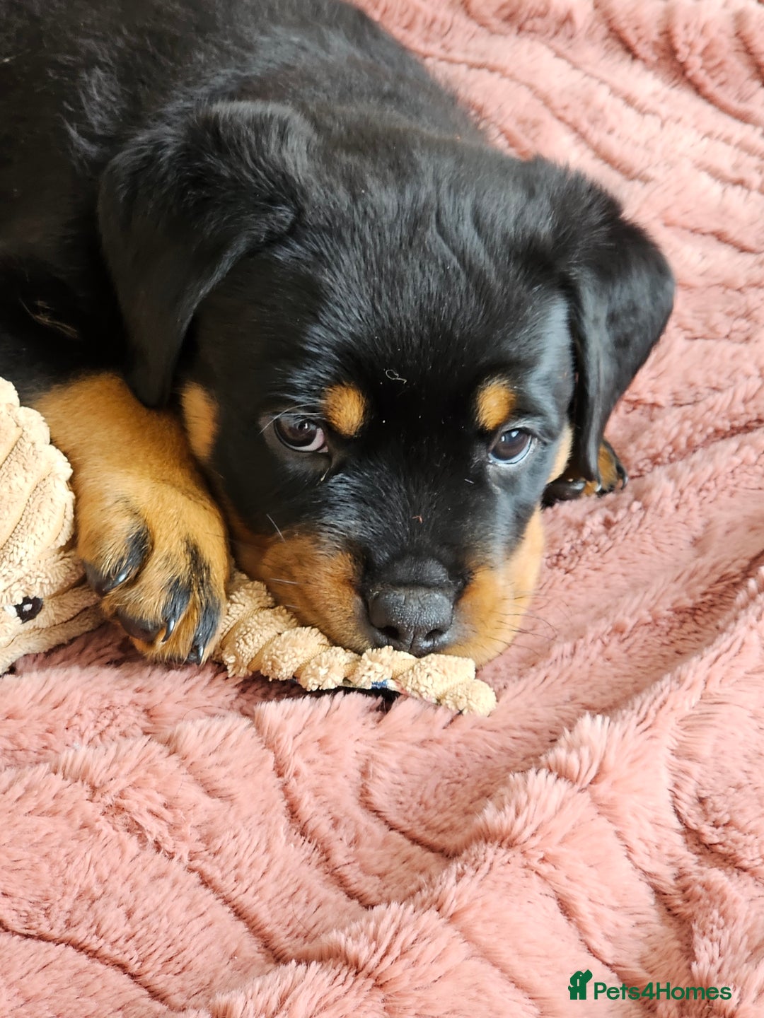 Rottweiler dogs for sale: Pure breed Rottweiler  - Image 9