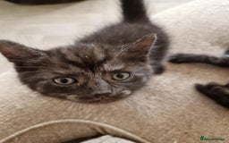 British Shorthair cats for sale: British shorthaired mixed with Ragdoll kitten - Image 1