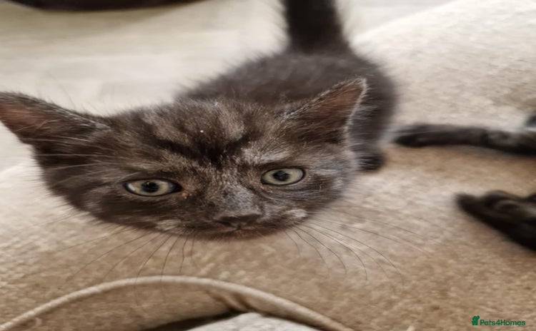 British Shorthair cats - Advert 5
